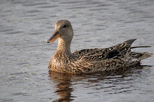 Duck, Gadwall, 2007-05220056 Cape May Point State Park, NJ